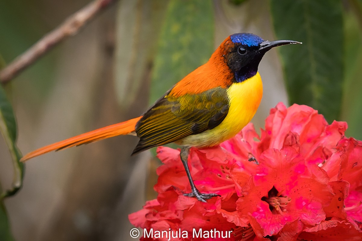 Fire-tailed Sunbird - Manjula Mathur