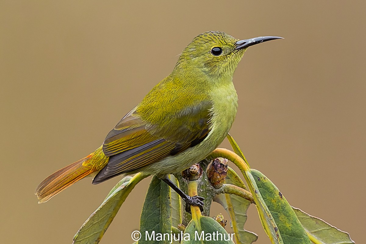 Fire-tailed Sunbird - Manjula Mathur