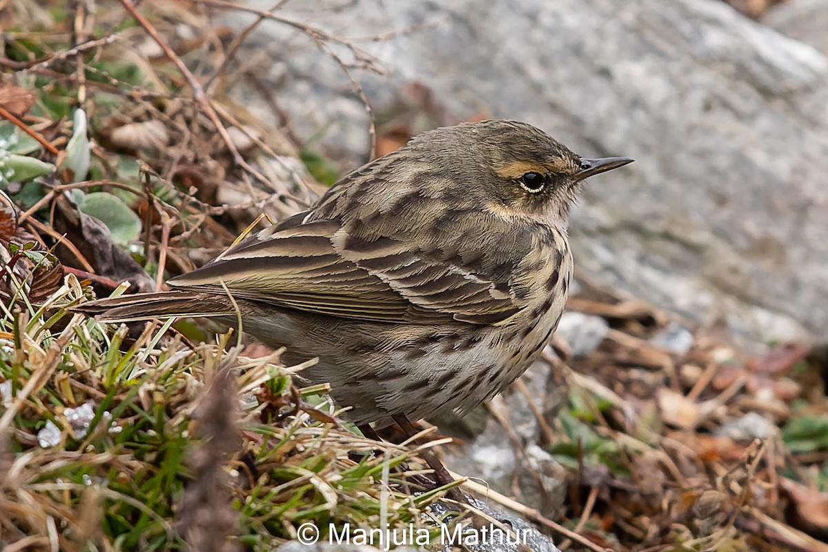 Rosy Pipit - ML617421785