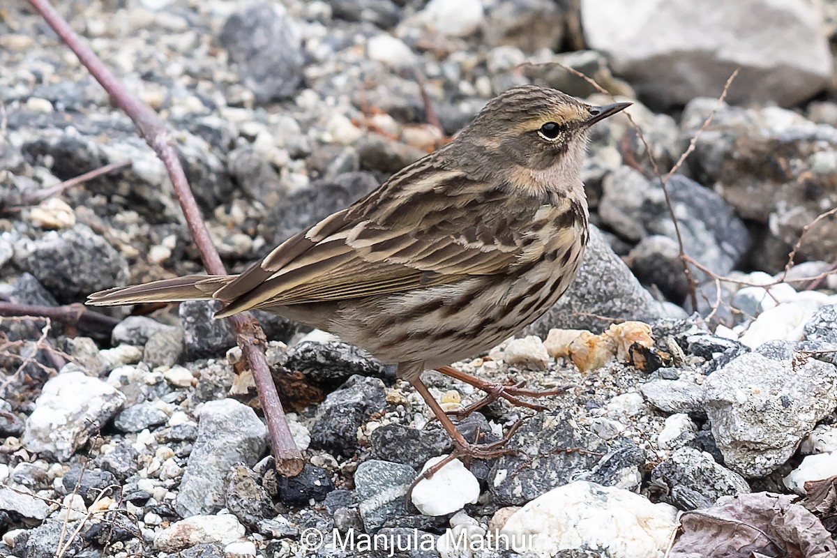 Rosy Pipit - ML617421789