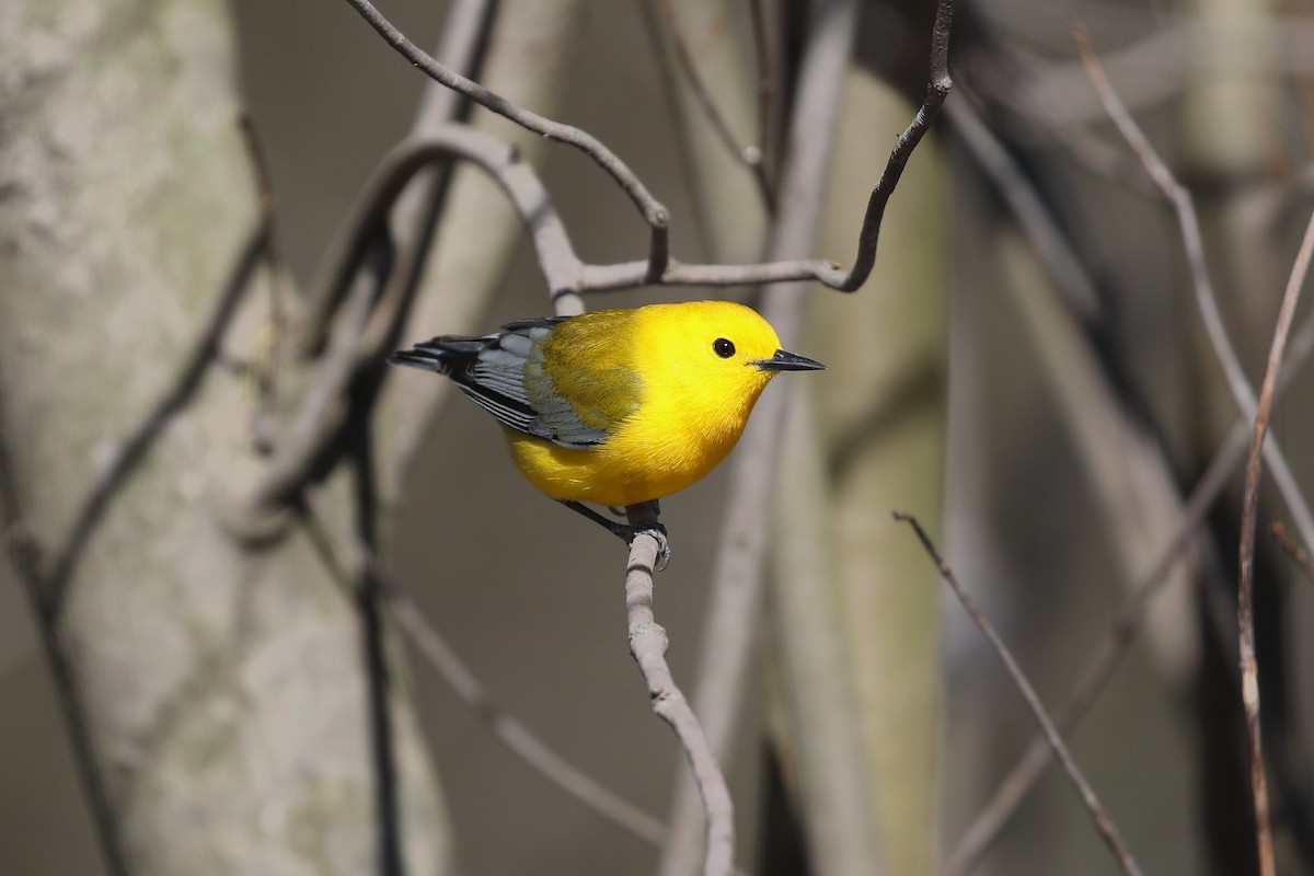 Prothonotary Warbler - ML617421924