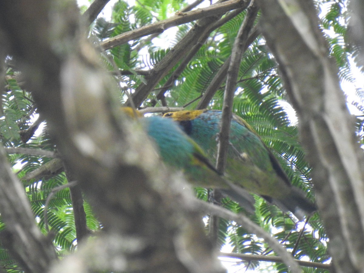 Gilt-edged Tanager - Gersony Jovchelevich
