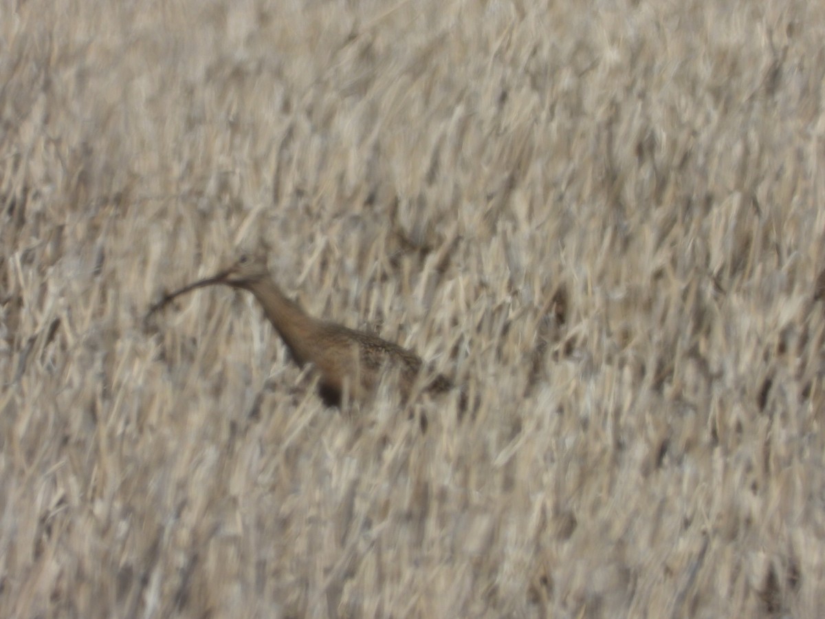 Long-billed Curlew - ML617421958