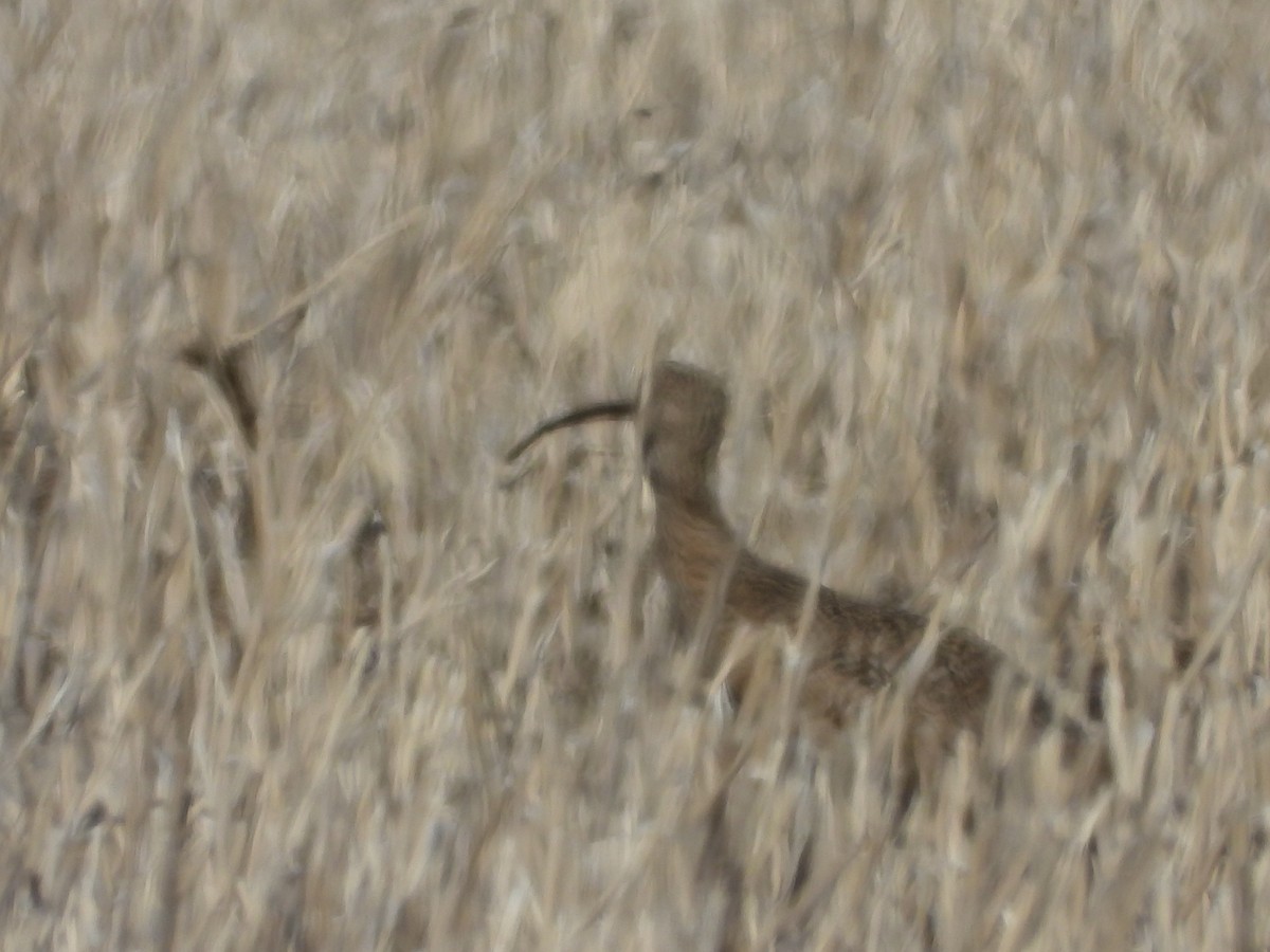 Long-billed Curlew - ML617421959