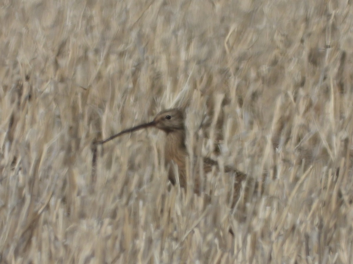 Long-billed Curlew - ML617421962