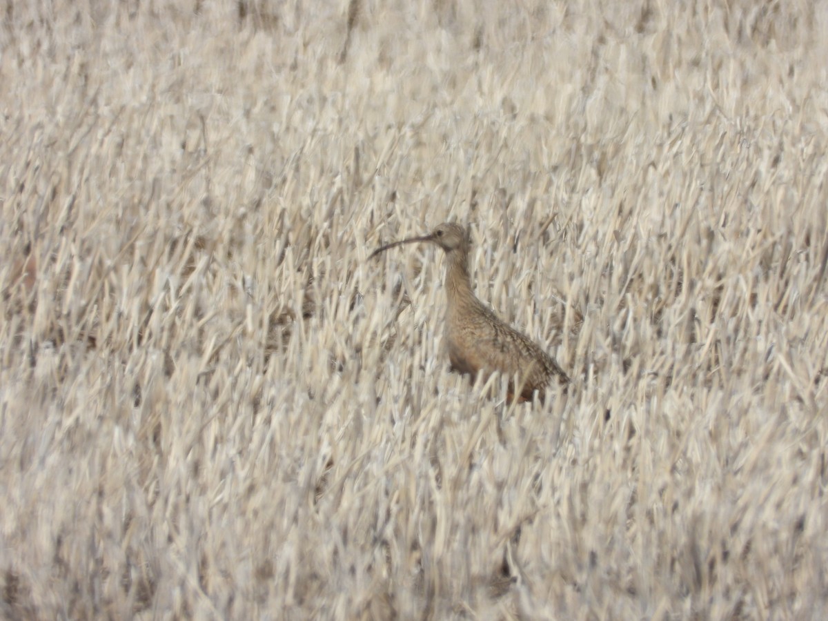 Long-billed Curlew - ML617421963