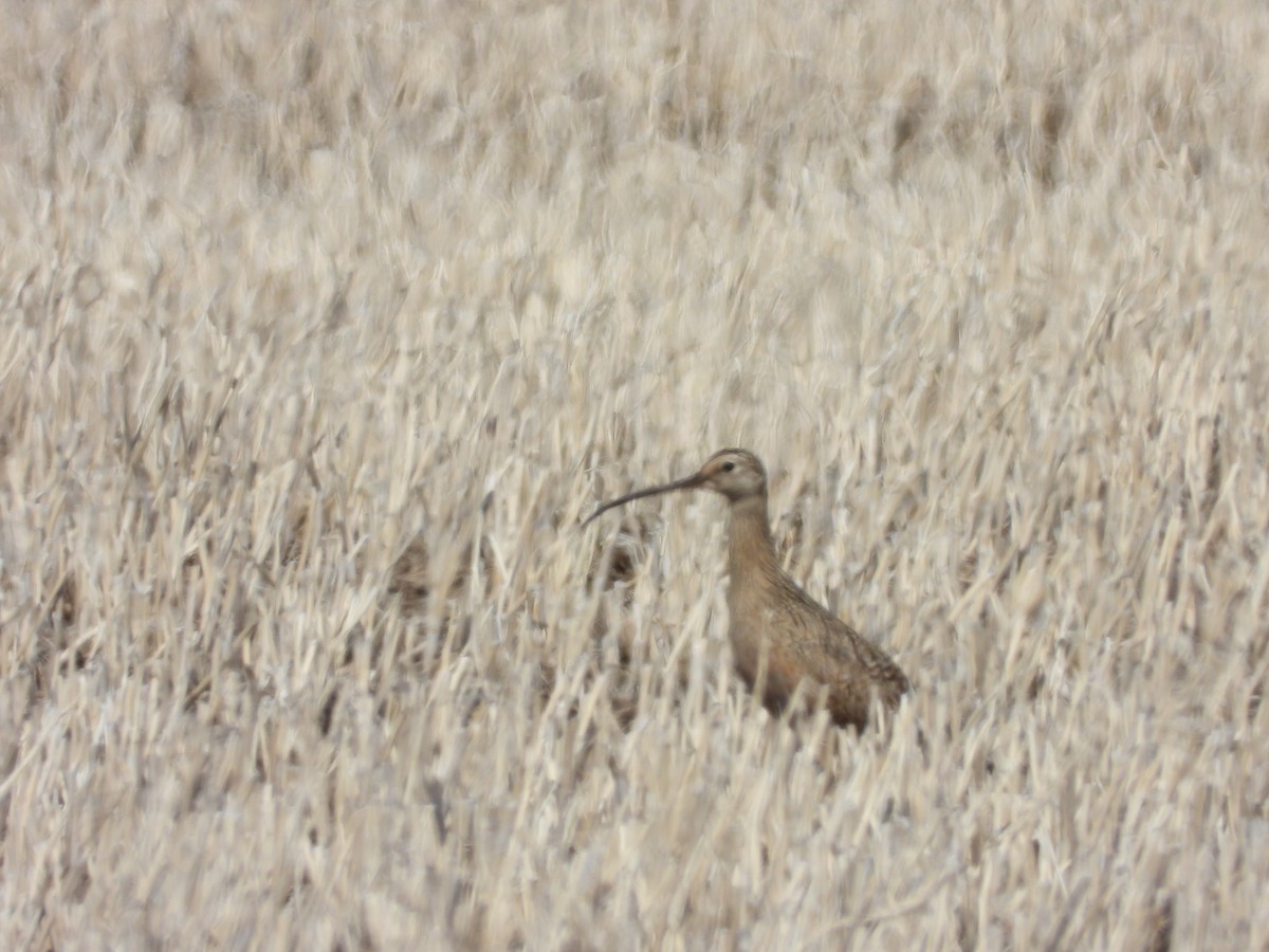Long-billed Curlew - ML617421967