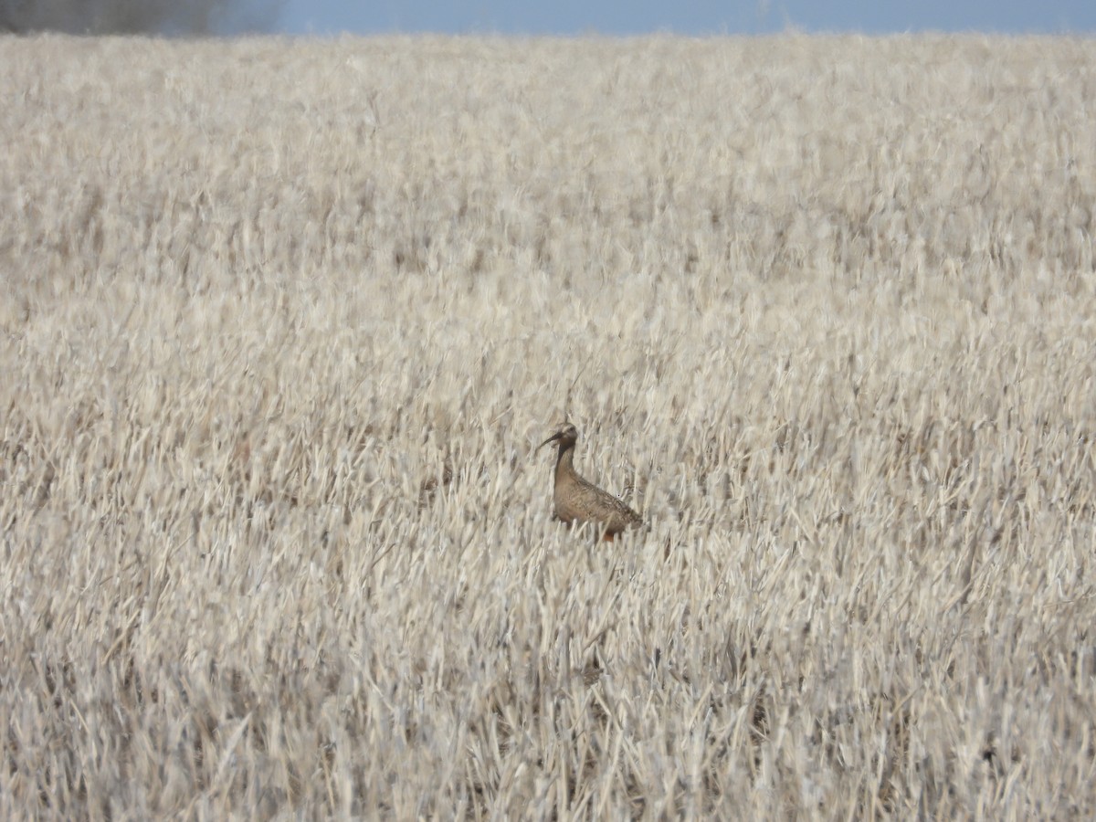 Long-billed Curlew - ML617421968