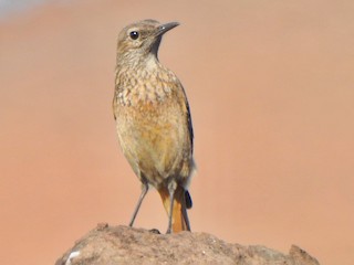 雌鳥 - Kalin Ocaña - ML617421974