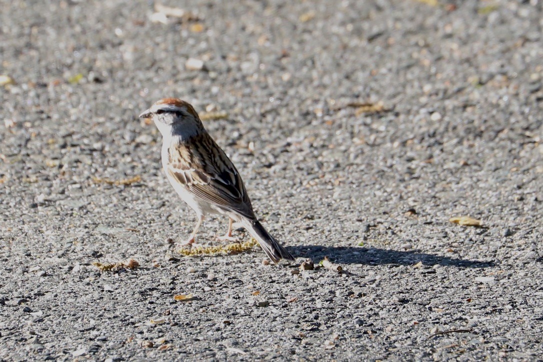 Chipping Sparrow - ML617421978