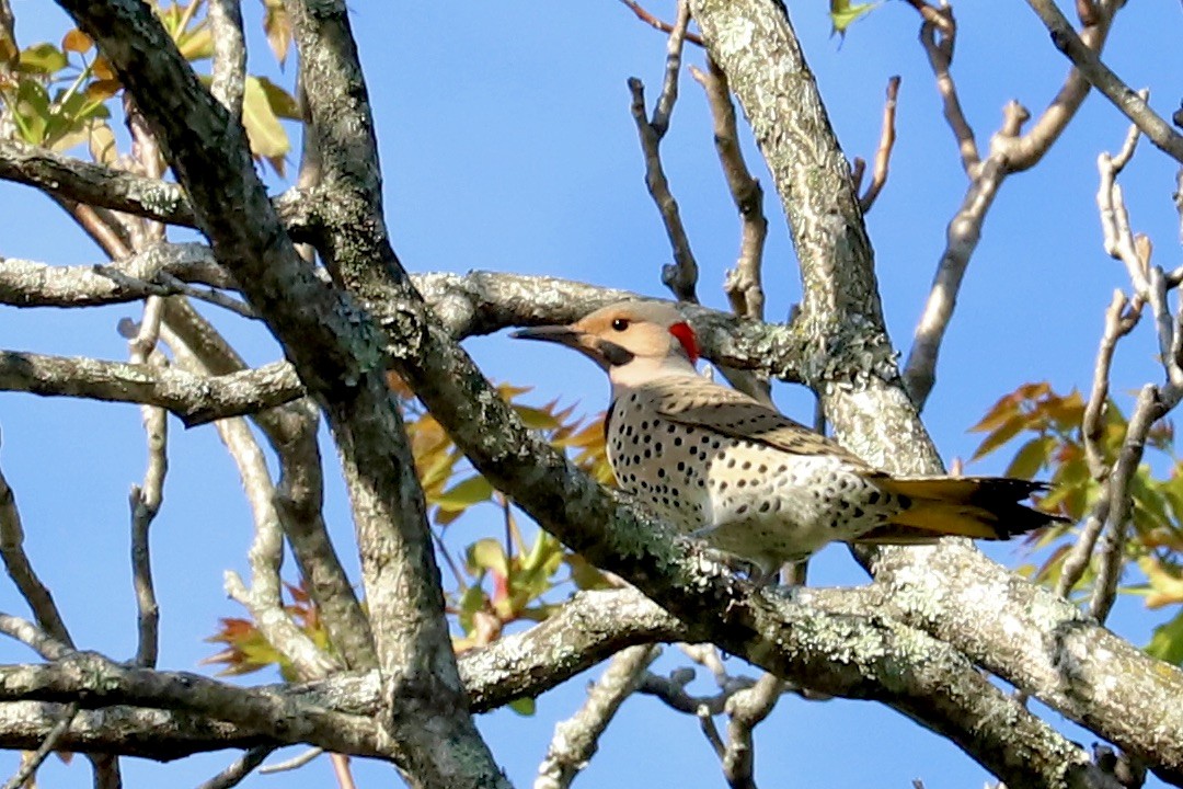 Northern Flicker (Yellow-shafted) - ML617421984