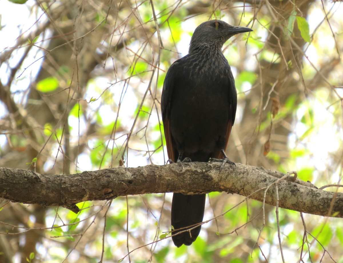 Red-winged Starling - ML617422012