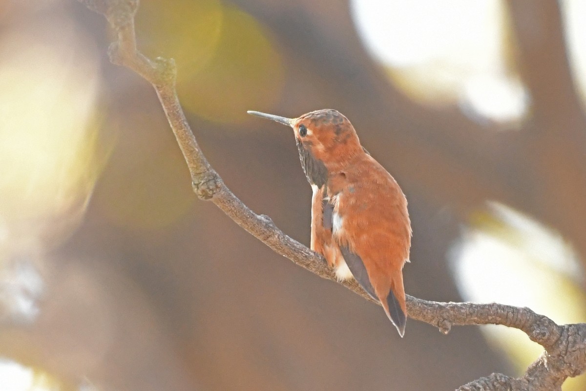 Rufous Hummingbird - ML617422076