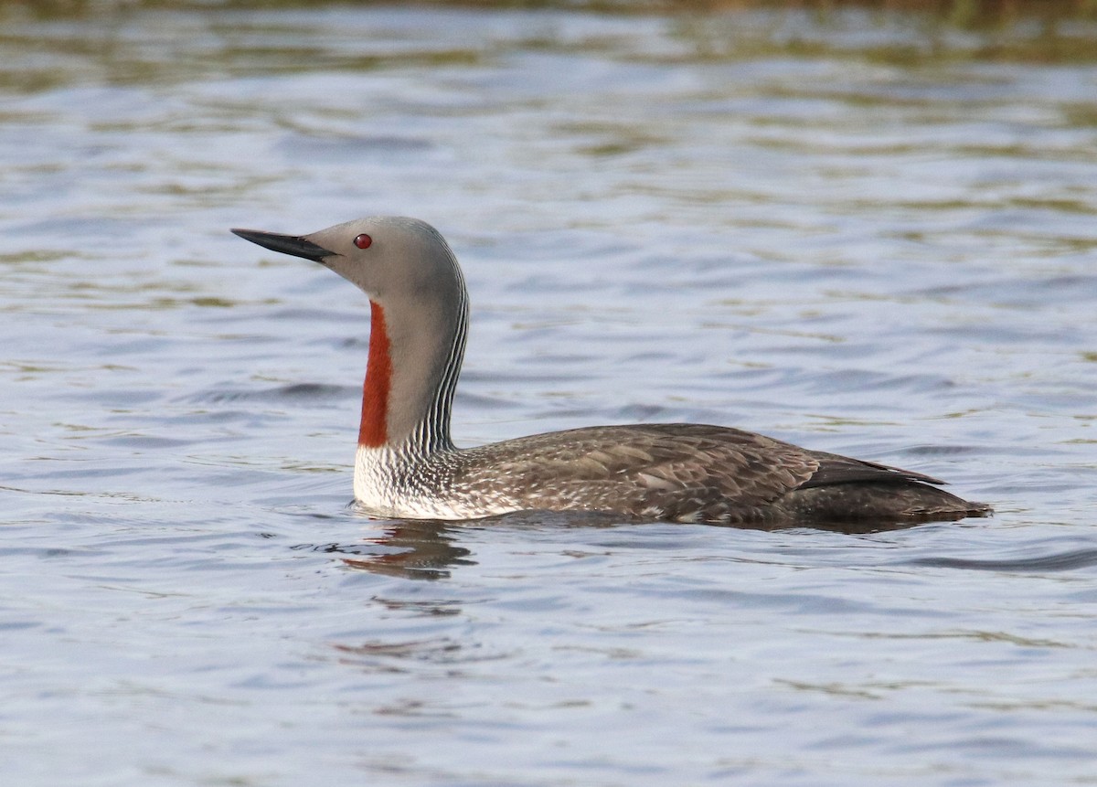 Red-throated Loon - ML617422193