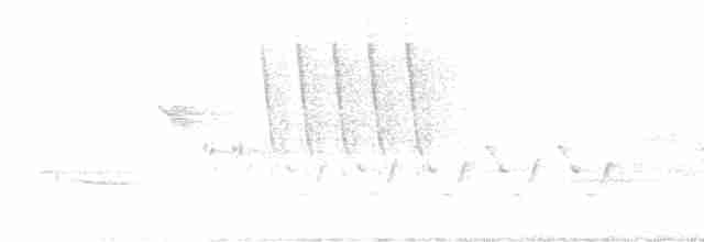 Дрізд-короткодзьоб плямистоволий - ML617422210