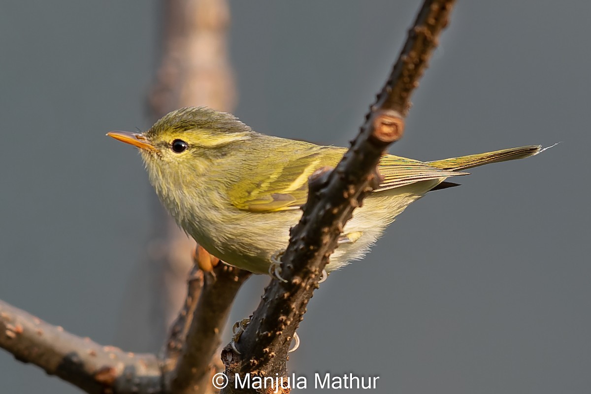 Blyth's Leaf Warbler - Manjula Mathur