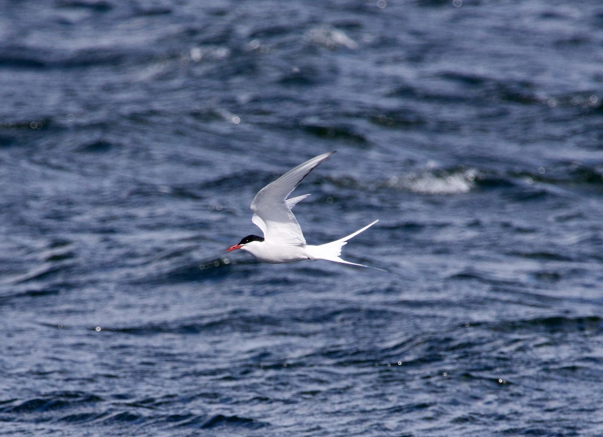 Arctic Tern - ML617422258