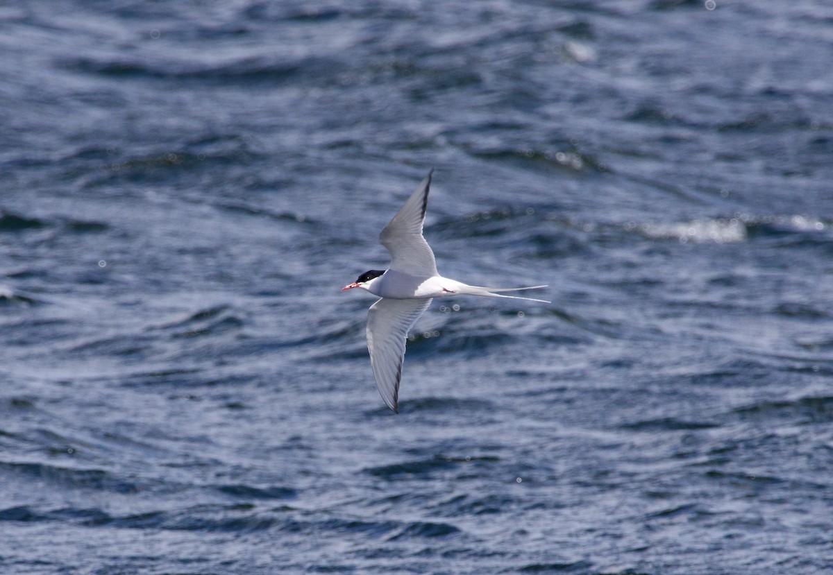 Arctic Tern - ML617422259