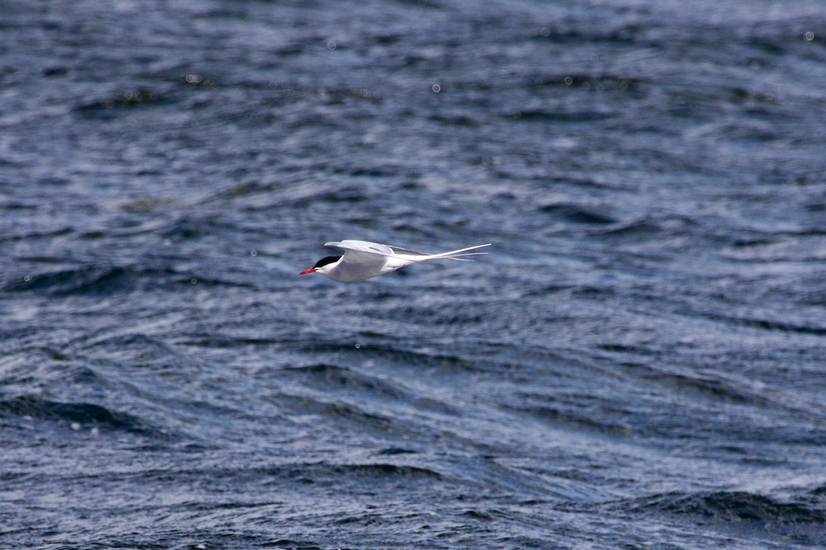 Arctic Tern - ML617422261