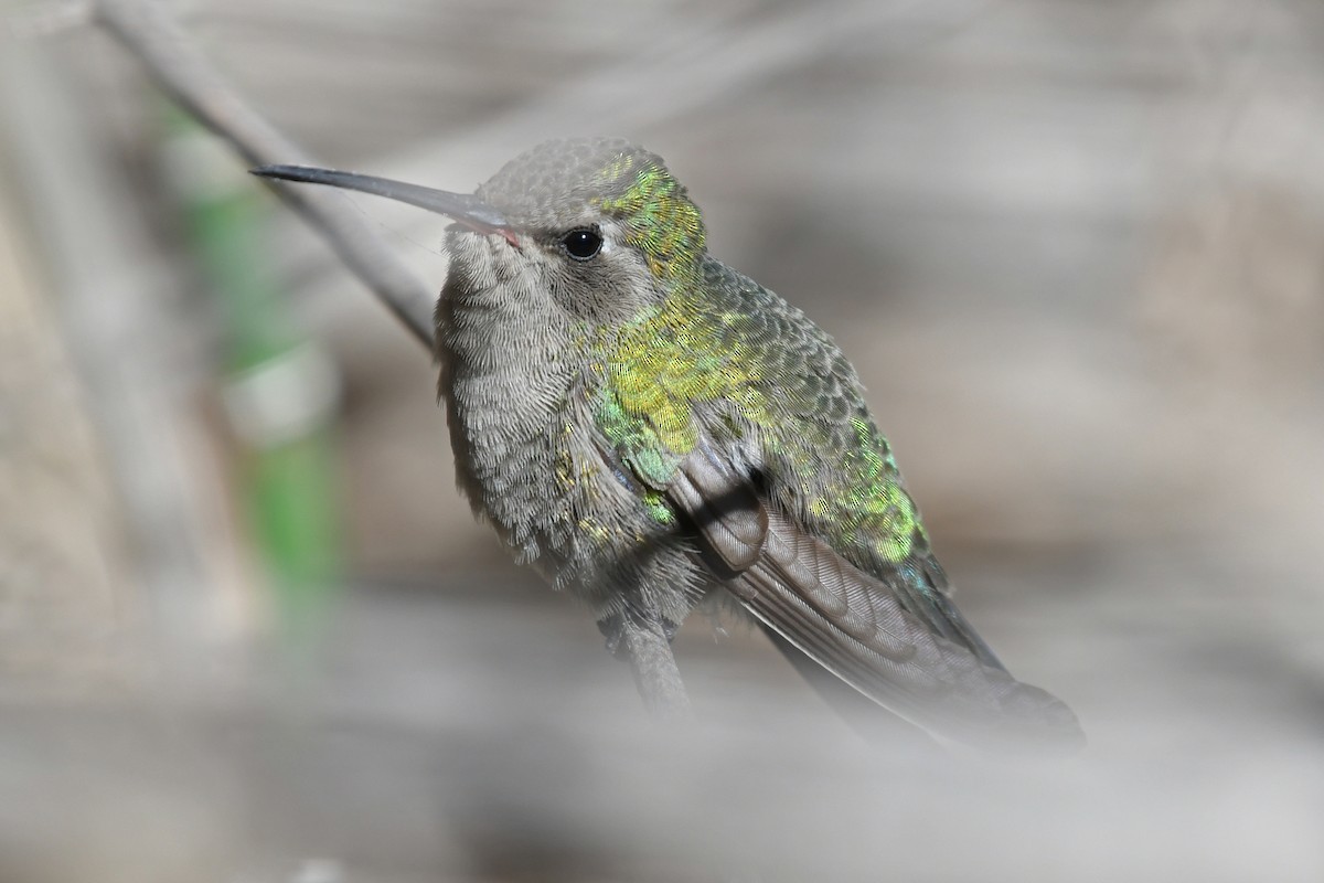 Broad-billed Hummingbird - ML617422313