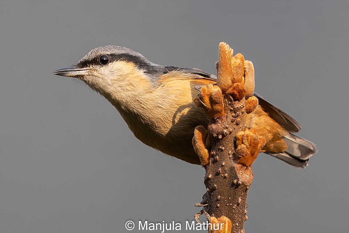 White-tailed Nuthatch - ML617422315