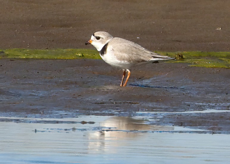 Piping Plover - ML617422326