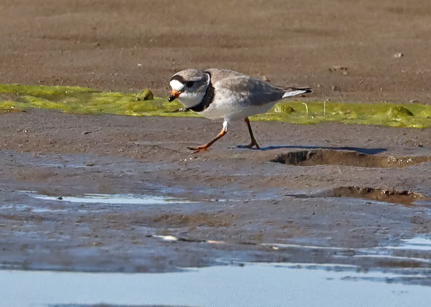 Piping Plover - ML617422327