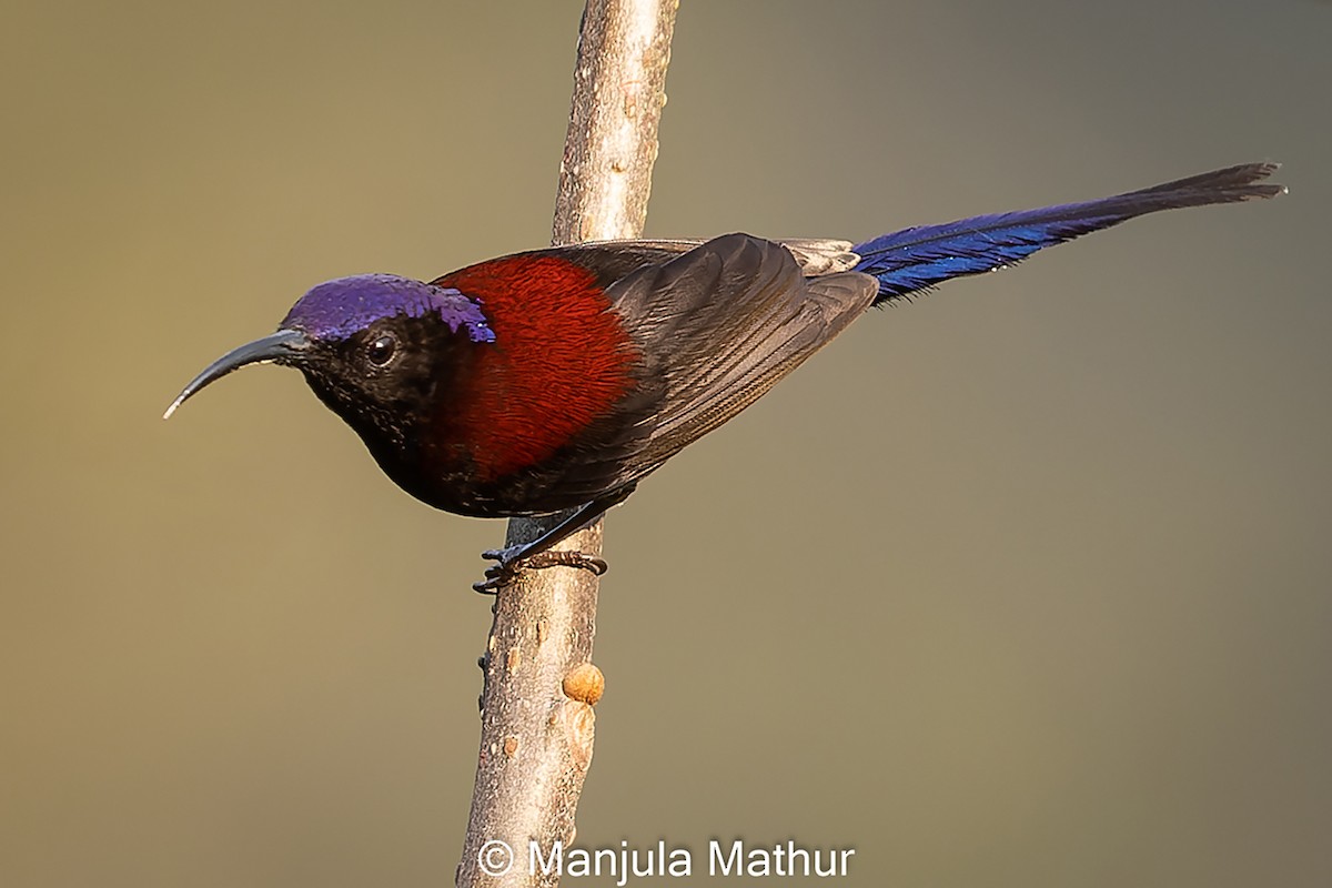 Black-throated Sunbird - Manjula Mathur