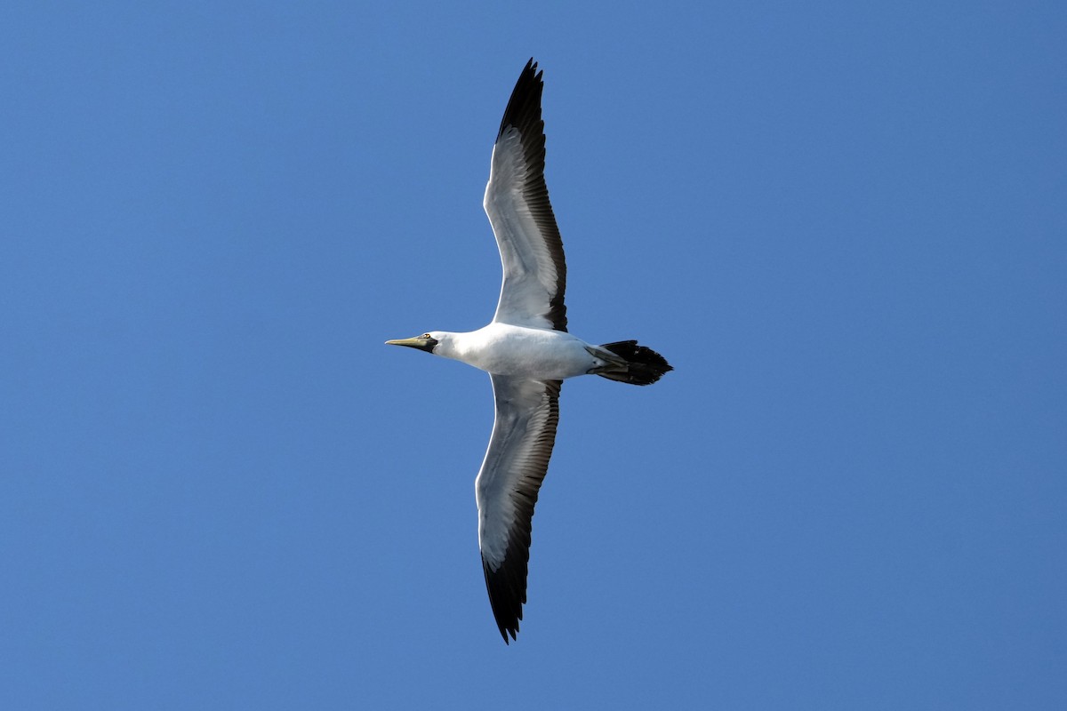 Masked Booby - ML617422388