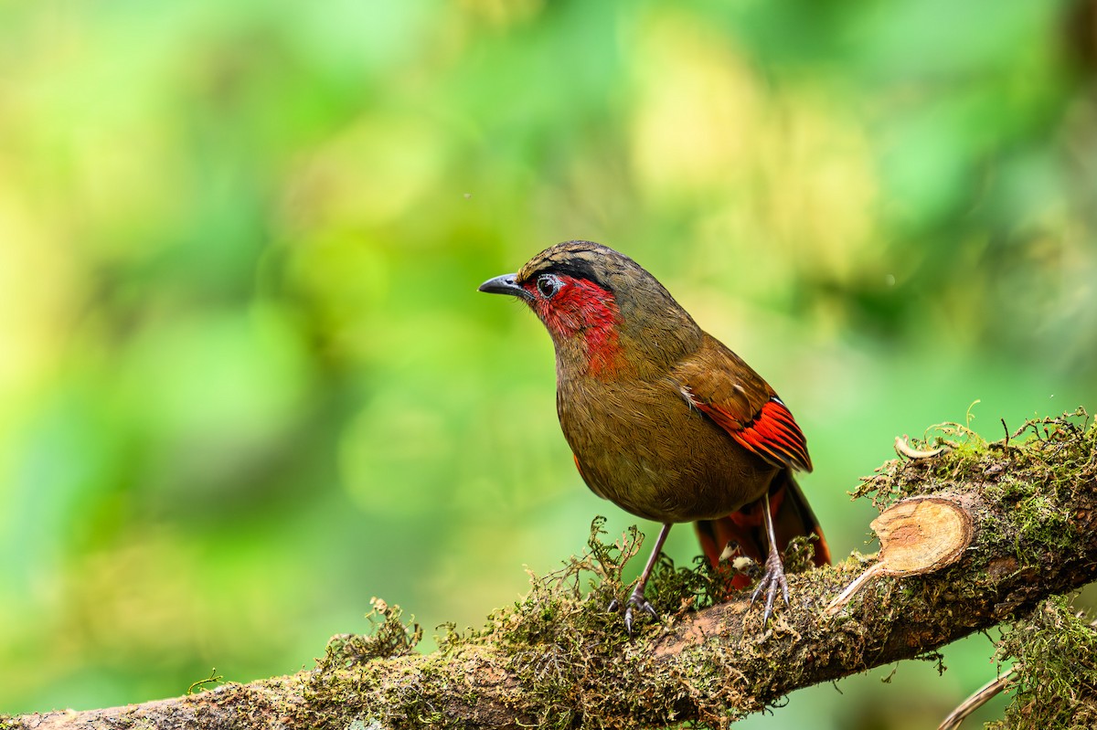 Red-faced Liocichla - ML617422395