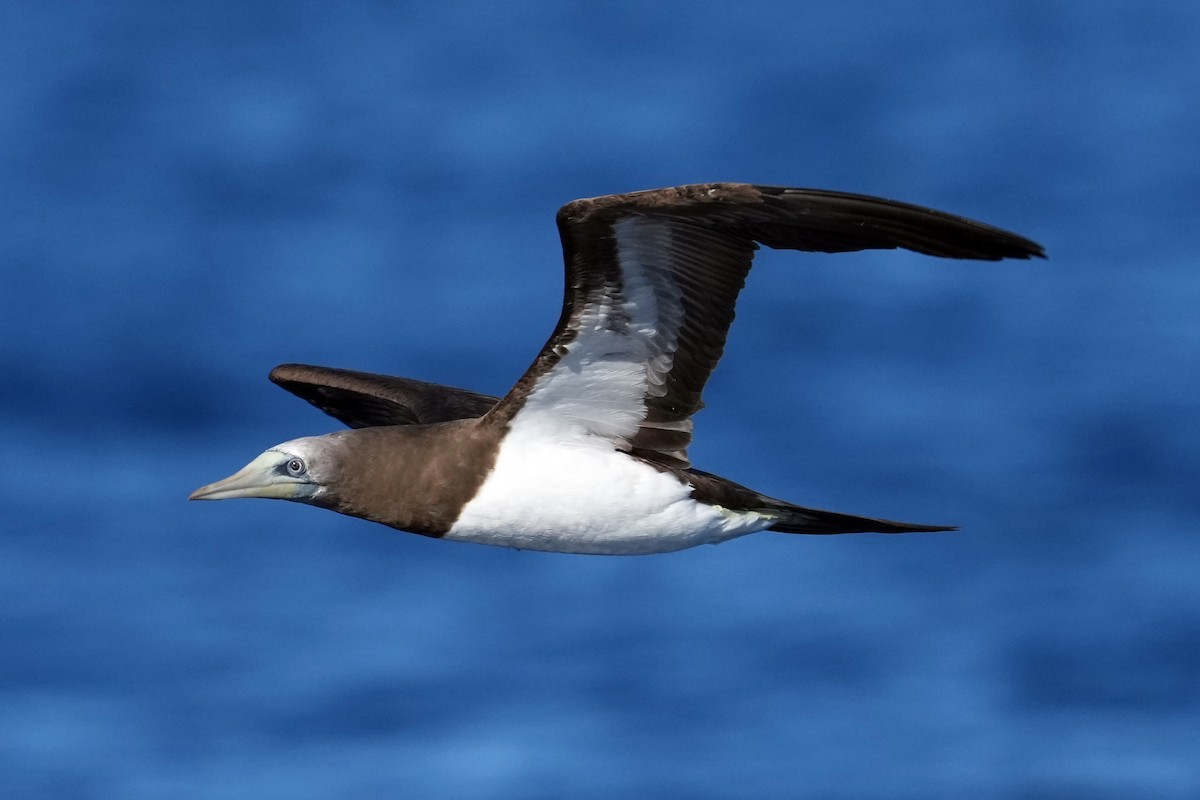 Brown Booby - ML617422426