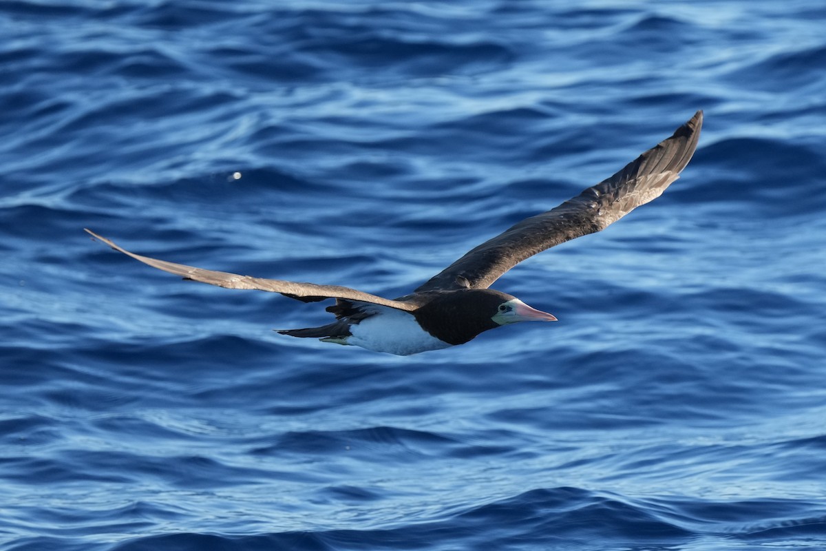 Brown Booby - ML617422436