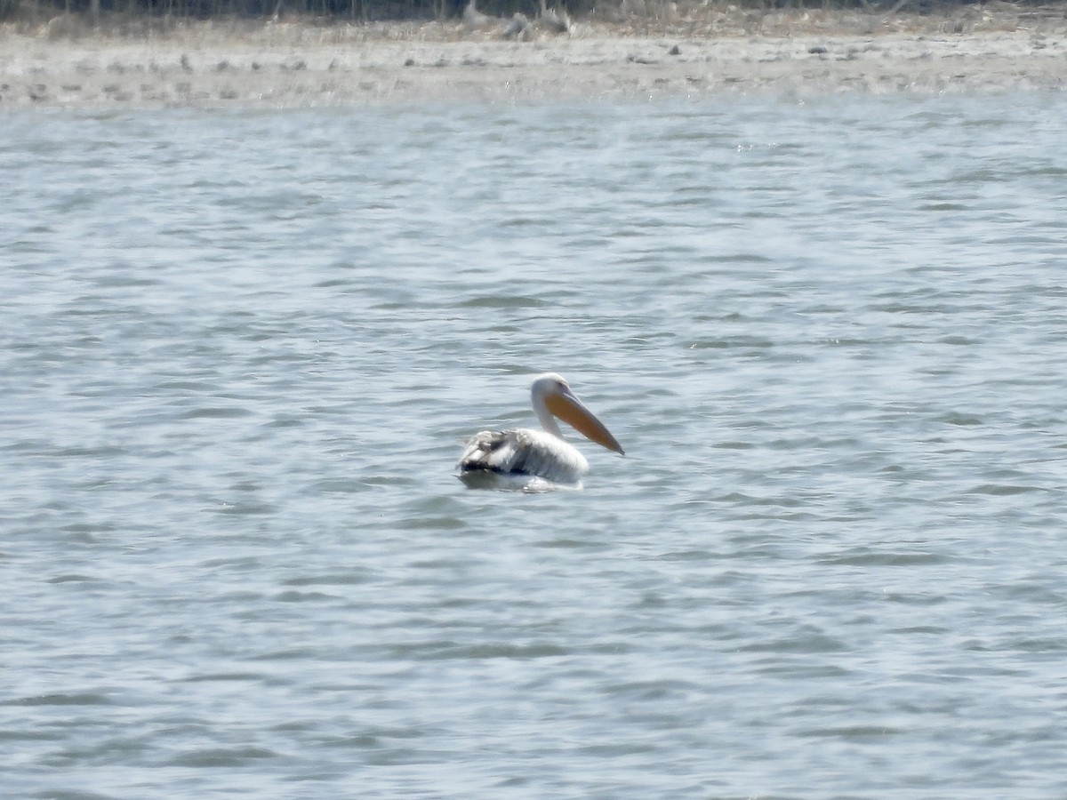 pelikán bílý - ML617422516