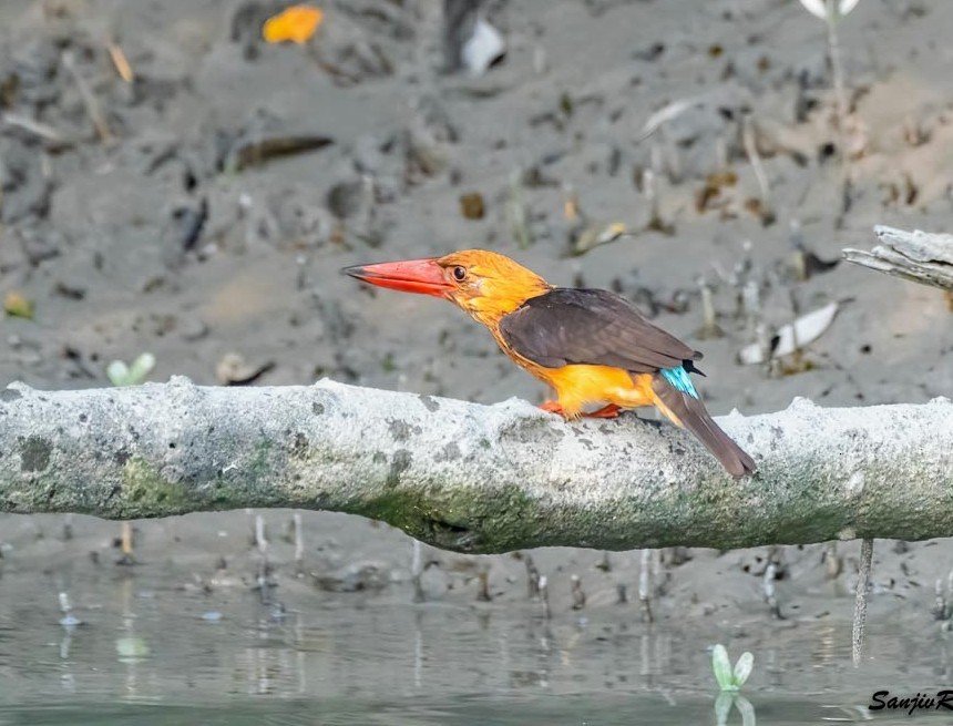 Brown-winged Kingfisher - Sanjiv Ray