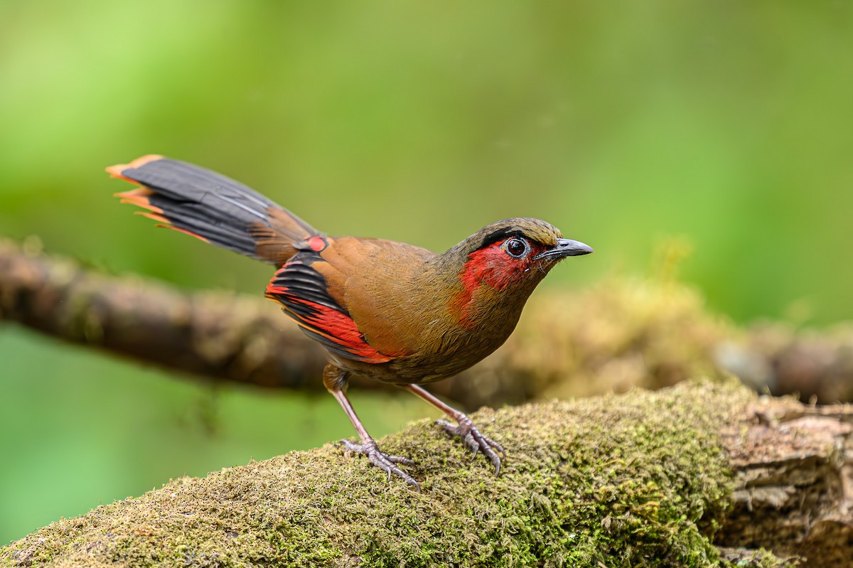 Red-faced Liocichla - ML617422565