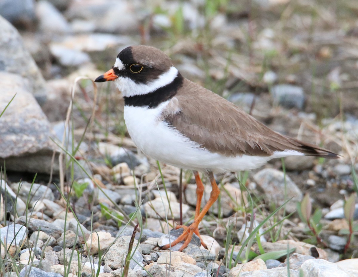 Semipalmated Plover - ML617422619