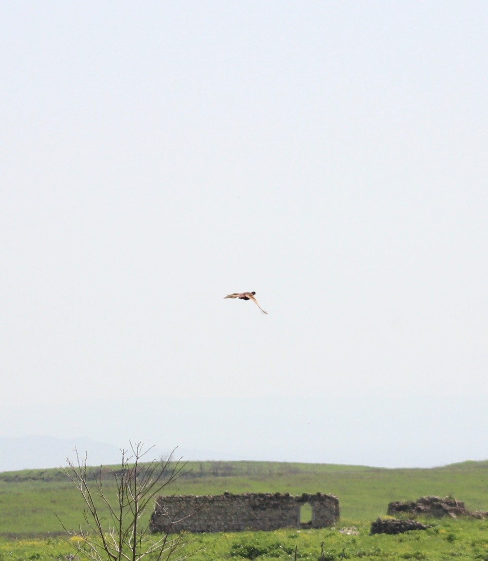 Ring-necked Pheasant - Elman İmanov