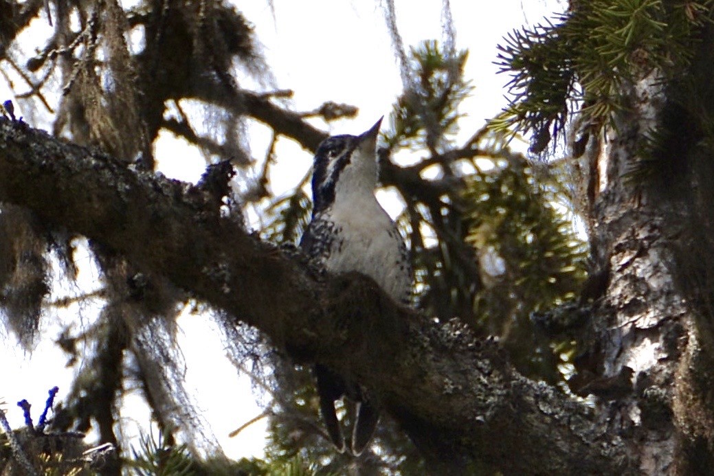 American Three-toed Woodpecker - ML617422648