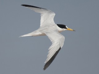 นกเต็มวัยในฤดูผสมพันธุ์ - David Darrell-Lambert - ML617422652
