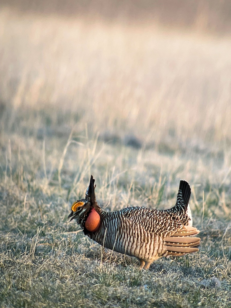 Greater Prairie-Chicken - Francis Pease