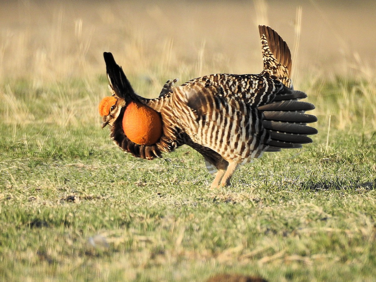 Greater Prairie-Chicken - Francis Pease