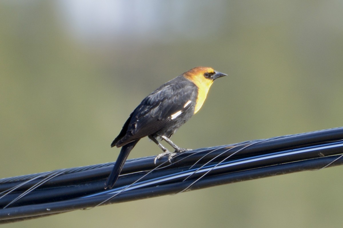 Yellow-headed Blackbird - ML617422747