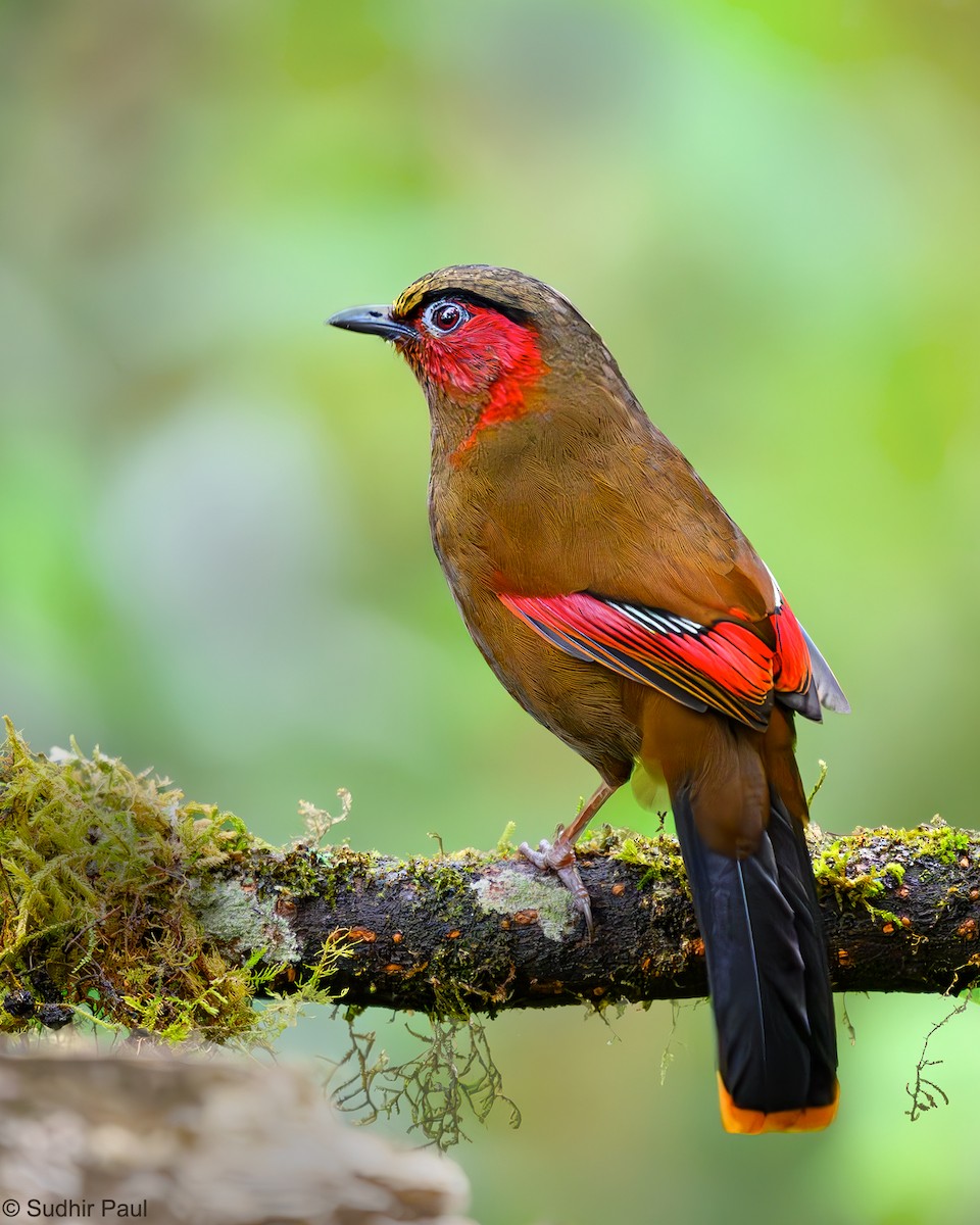 Red-faced Liocichla - ML617422929