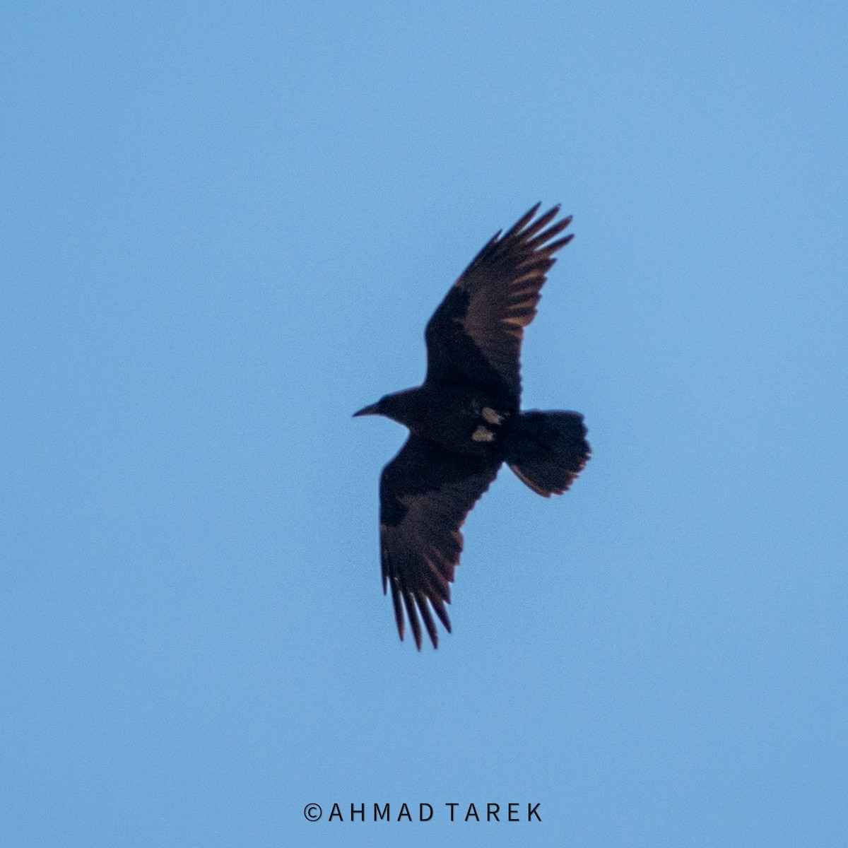 Brown-necked Raven - ML617423003