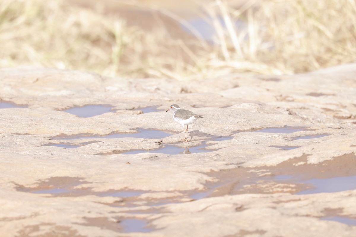 Three-banded Plover - ML617423013