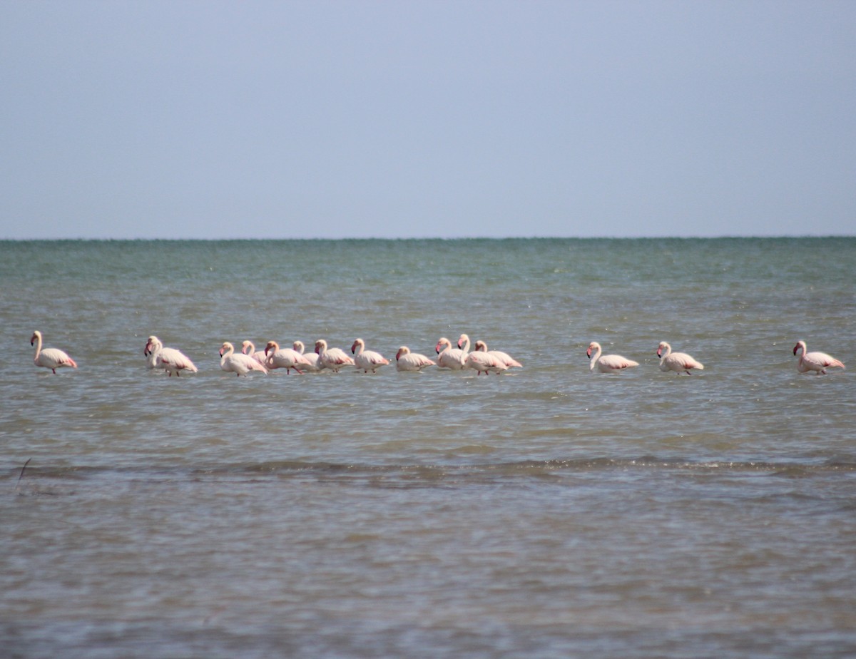 Greater Flamingo - ML617423024