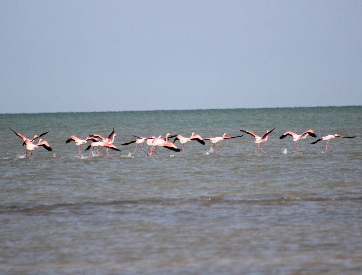 Greater Flamingo - ML617423025