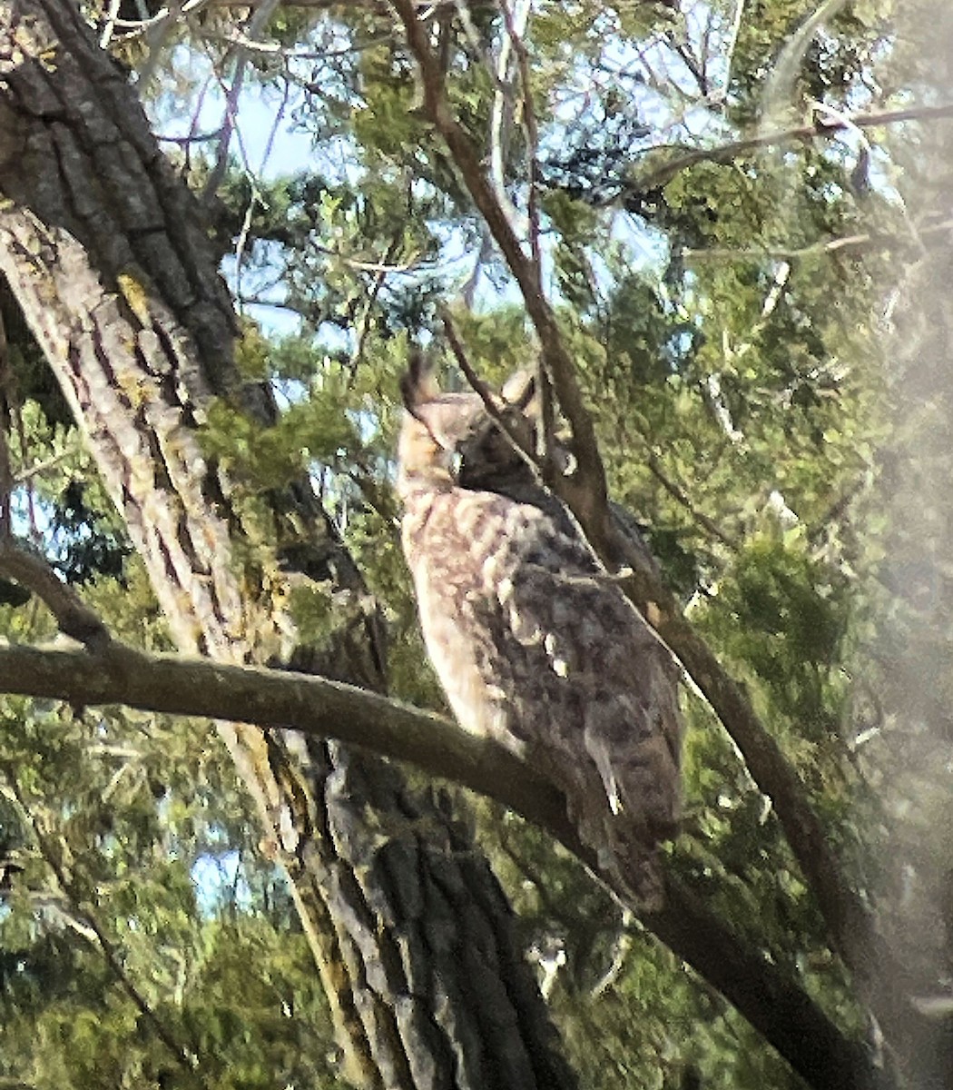 Great Horned Owl - ML617423049