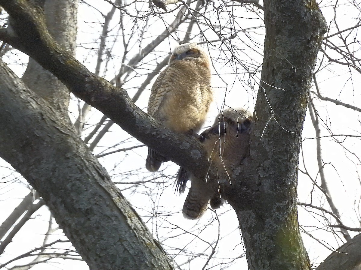 Great Horned Owl - ML617423051