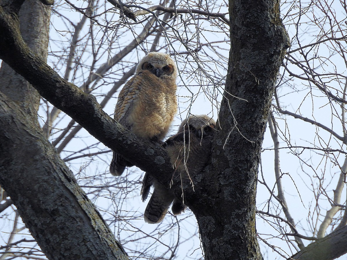 Great Horned Owl - ML617423052